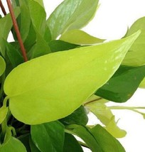 4&quot; Pot Plant Neon Devils Ivy Pothos Epipremnum Very Easy to Grow Live Houseplant - £48.63 GBP