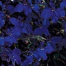 USA Seller 50 Lobelia Midnight Blue Regatta Annual Flower Seeds Fast Shipping - $21.51