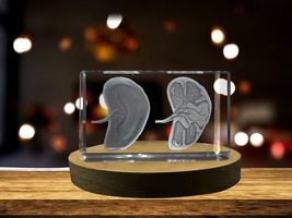 LED Base included | Spleen | 3D Engraved Crystal Keepsake | Gift/Decor  - £32.06 GBP+