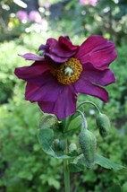 10 Mixed Himalayan Poppy Blue Red Violet Meconopsis Napaulensis Mix Flower Seeds - £7.85 GBP