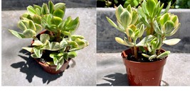 Live Plant  Crassula Ovata ‘Tricolor’ Variegated Jade in 4” inch Pot w/ Soil - £27.33 GBP