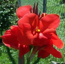 (1) Live Plant Bulb Canna Lily ~Tall Red The President Tropical Summer Blooms - $26.00