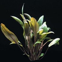 Aquarium Plants Cryptocoryne Mioya in Tissue Culture Crypt Tropica Brown - £20.44 GBP
