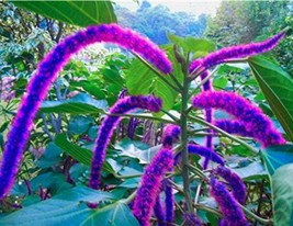 Acalypha Hispida Chenille Plant Red Hot Cattail Seeds Purplish Red Fresh Garden  - £8.51 GBP