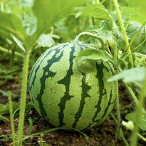 Watermelon / Sandia (Citrullus lanatus) Tropical Live Fruit Plant 1’-2’ Feet - £48.11 GBP