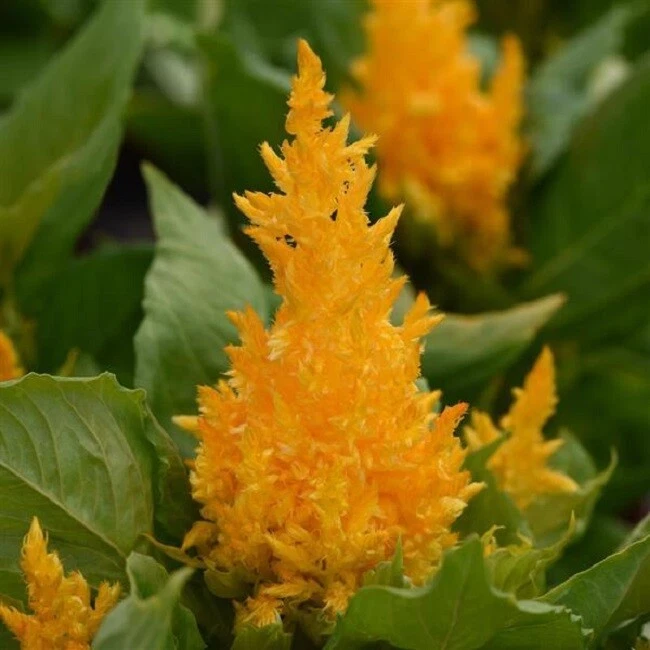Celosia Seeds First Flame Yellow 50 Pelleted Seeds - $17.22