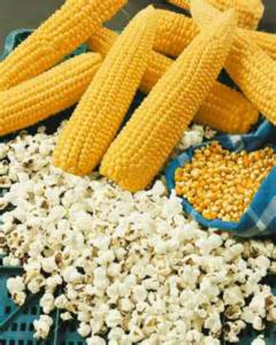 ORGANIC Yellow Popcorn Seeds! EDIBLE &amp; DELICIOUS! EASY TO GROW! ! - $13.05