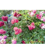 Seven Sisters Vining ROSE  12 fresh Cuttings - $25.00