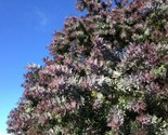 Purple Leaved Acacia Baileyana V Purpurea 10 Seeds - $8.99