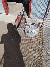 Blue Splash English Orpington show quality hatching eggs - $59.40