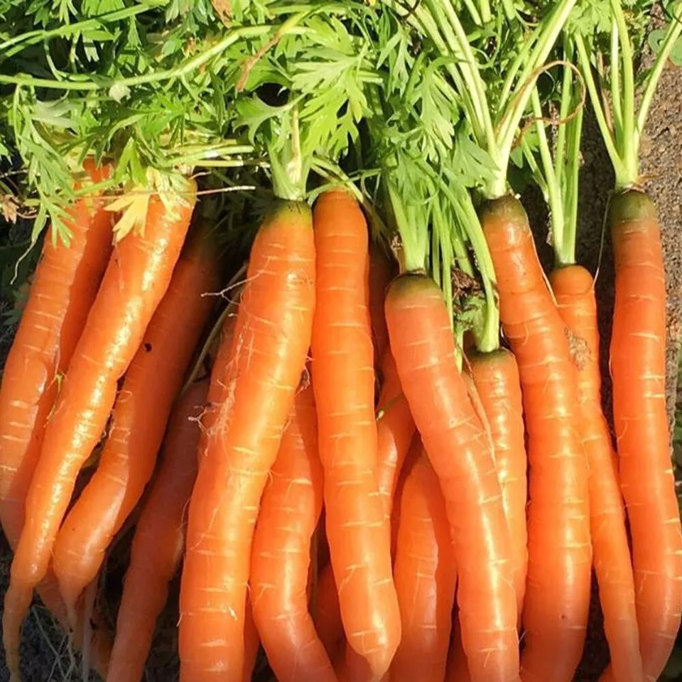 AW 1000 Seeds Tendersweet Carrot Heirloom Vegetable Herb Easy To Grow - $10.00