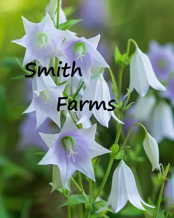 25+ Seeds Lavender Fairy Bellflower Flowers (Campanula) - £5.96 GBP