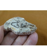 R805-8) genuine fossil Petrified Wood slice specimen Madagascar organic ... - $15.99