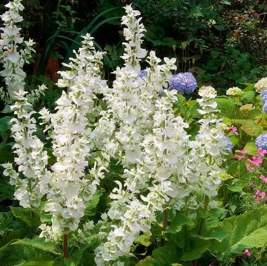 Salvia sclarea &#39;Vatican White&#39; / White Clary Sage / Hardy Perennial 20 Seeds - £12.97 GBP