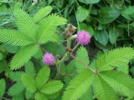 20 Seeds Sensitive Plant Mimosa Pudica Instant Beauty With Fast Heirloom Seeds - $8.35