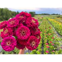 100+ Benary Giant Wine Zinnia Seeds | Tall Cut Flower Garden Blooms - $16.50