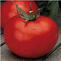 USA SELLER Wisconsin 55 Tomato Seeds Fast Shipping - £8.03 GBP