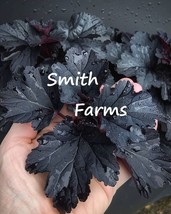 SL 25+ Seeds Black Pearl Coral Bells Flowers (Heuchera) - $4.50