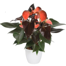 Anthurium Plants Beautiful Rainbow Anthurium Garden Flowers - 50 Seeds - £5.41 GBP