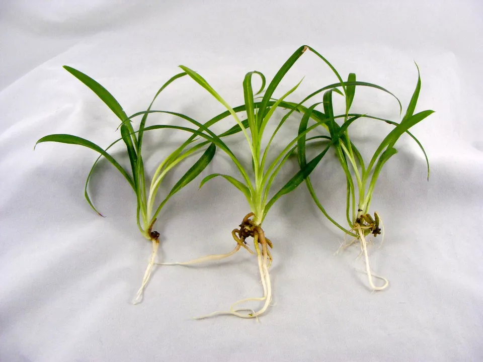 1 plant Spider PlantChlorophytum Comosum - £18.13 GBP