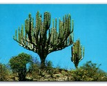 Candleabra Cactus Messico Unp Cromo Cartolina H21 - $4.04