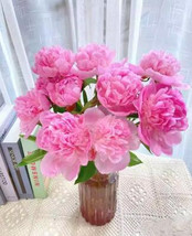 5 Pink Peony Seeds Ew91003 333 Fresh USA Shipping - £14.20 GBP