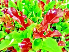 Gib 100 Seeds Lettuce Autumn Mesclun Mix Greens Vegetable Garden Heirloom - £3.16 GBP