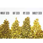300 Seeds Cat Grass Mix Red Wheat Barley Oats &amp; Cereal Rye - £7.70 GBP