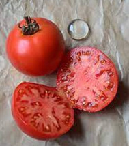 50 Seeds Legend Tomato Tomatoe Vegetable Garden Edible Food - $7.45