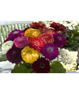Zinnia Giant Flower Heads Many Colors 4 Ft Tall Bulk Seeds - €9,41 EUR