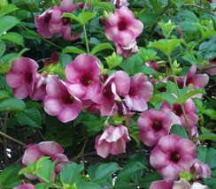 Allamanda Blanchetii Live Plant~Purple Allamanda  15&quot; In 4&quot; Pot~Fast Gro... - £30.75 GBP