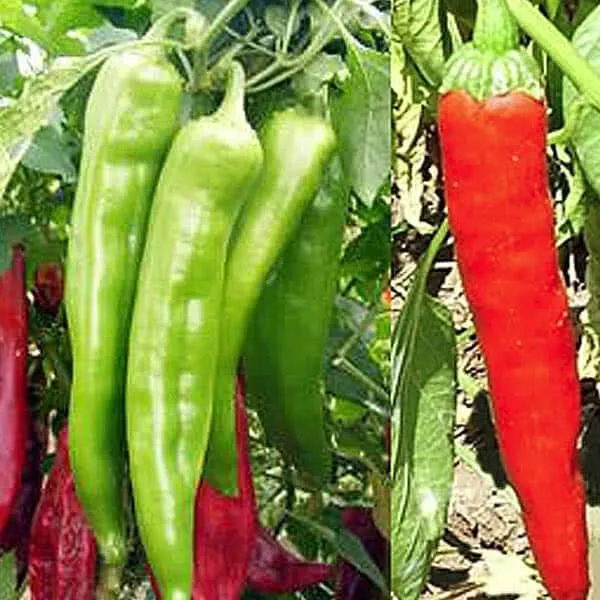 SR 25 Seed Numex Xx Pepper Garden Vegetables Planting Edible Food Planting Seeds - £6.98 GBP