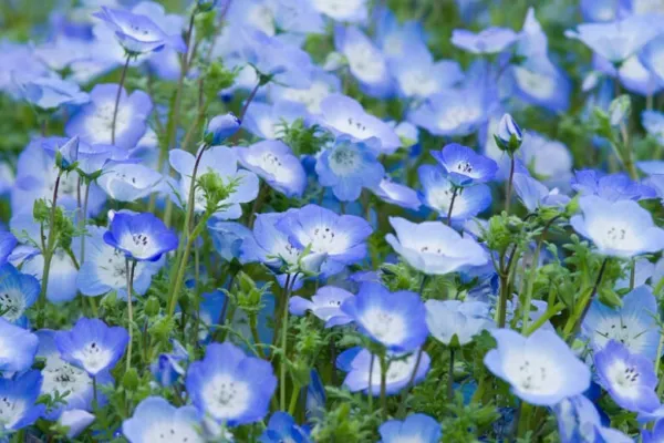 1700 Baby Blue Eyes Nemophila Menziesii Low Ground Cover Flowers Fresh Seeds - £10.95 GBP