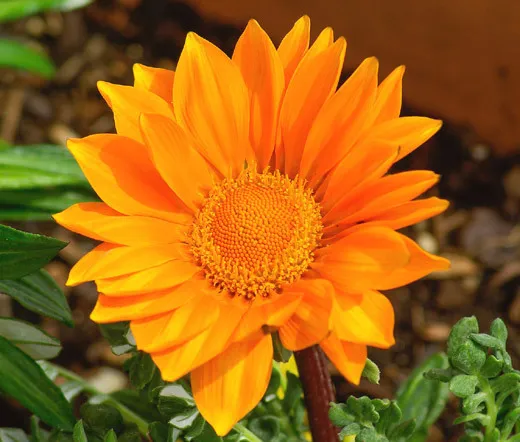 Gazania Garden Leader Orange Gazania Rigens 200 Bulk Seeds Fresh Seeds - £54.04 GBP