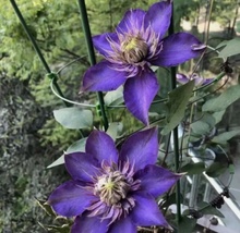 39 Seeds Purple Clematis Flowered Perennial Vine Huge Flowers - £6.22 GBP