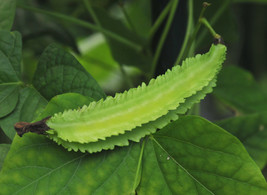 20 Winged Bean, Goa Bean, Princess bean, Psophocarpus tetragonolobus Seeds,  - £4.71 GBP