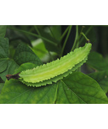 20 Winged Bean, Goa Bean, Princess bean, Psophocarpus tetragonolobus See... - £4.71 GBP