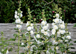 50 Pc Seeds Mixed Carnival Hollyhock Flower, Hollyhock Seeds for Planting | RK - £13.42 GBP
