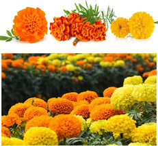 seeds 1000 mix marigold for planting tagetes patula flower calendula non- - $18.41