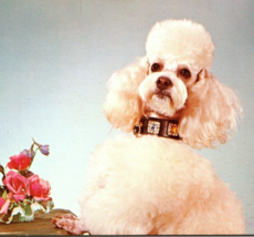 c1955 Vintage Fancy White Poodle The King Dog PlastiChrome Unposted Postcard - £11.95 GBP