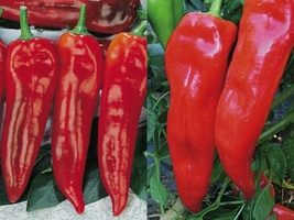 30+ Seeds Pepper Corno DI Toro Rosso &quot;BULLS HORN&quot; Italian Sweet Red - £9.80 GBP