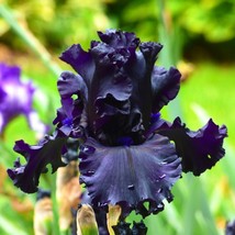 Iris Bearded All Night Long Germanica Iris Size #1 Rhizome - £7.57 GBP