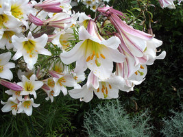 Semilir 10 Seeds Regal Trumpet Lily Royal King&#39;S Lilium Regale White Pin... - £23.09 GBP