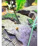 10 Ramshorn Snails Freshwater | Clean Up Crew Friendly | Various Colors - €12,80 EUR