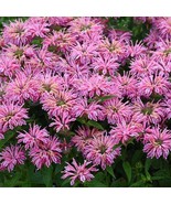 100 Pink Bee Balm Seeds Flowers Seed Bloom Hummingbird Flower Seeds Fast... - $9.58