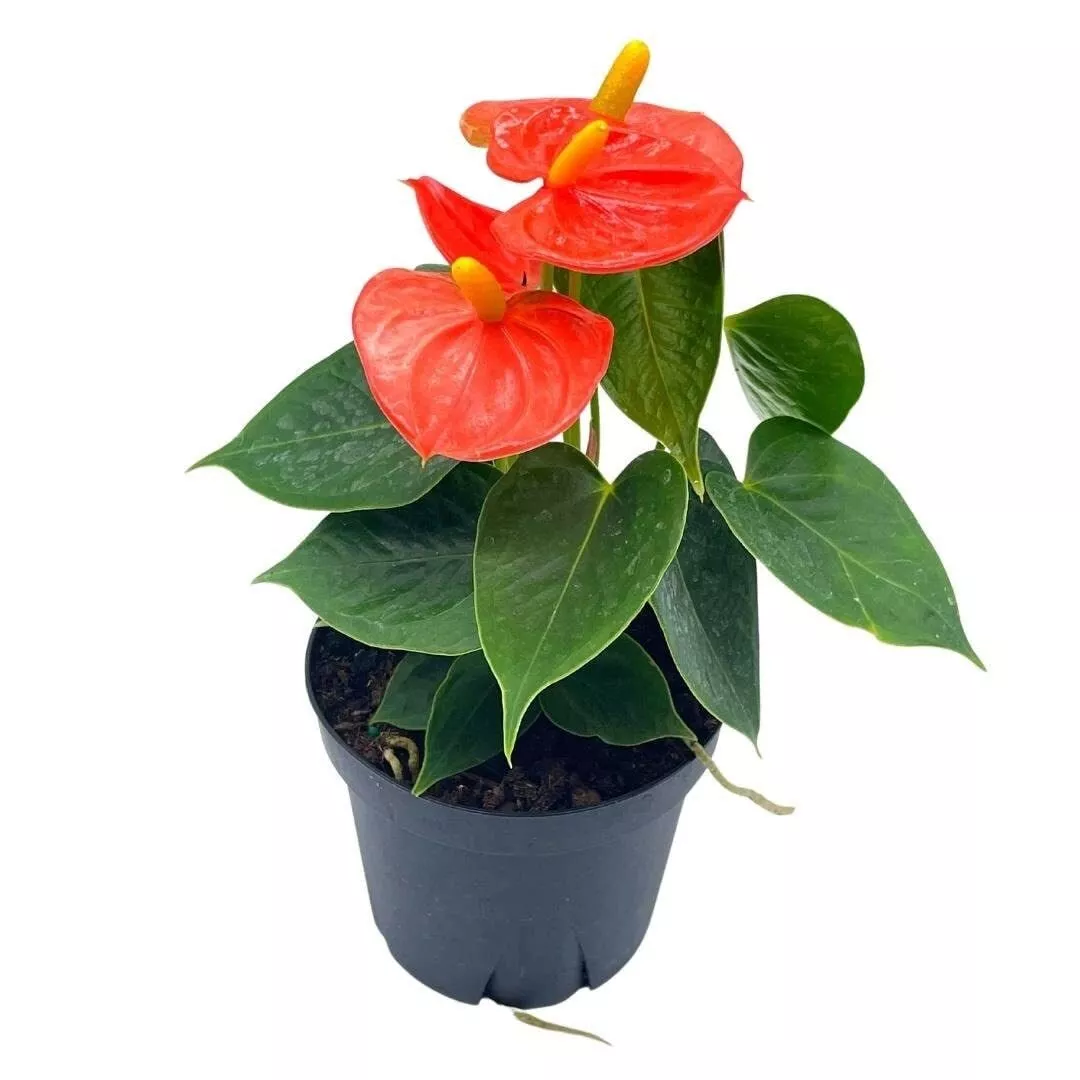 Anthurium Coral Orange - ish 4 in Heart Shaped Leaf - £31.67 GBP