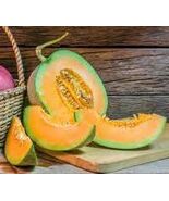 Heirloom Organic Sierra Gold Cantaloupe Seeds - $4.95
