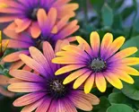 Bicolor Cape Daisy Seeds – Purple &amp; Yellow African Daisy - $13.95