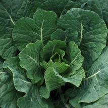 Champion Collard Seeds 300 Greens Vegetable Microgreen Nongmo - $8.35