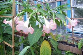 Suaveolens Single Pink Angel trumpet 4 Cuttings - $30.00